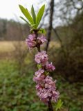 Daphne mezereum