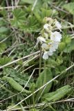 Primula amoena