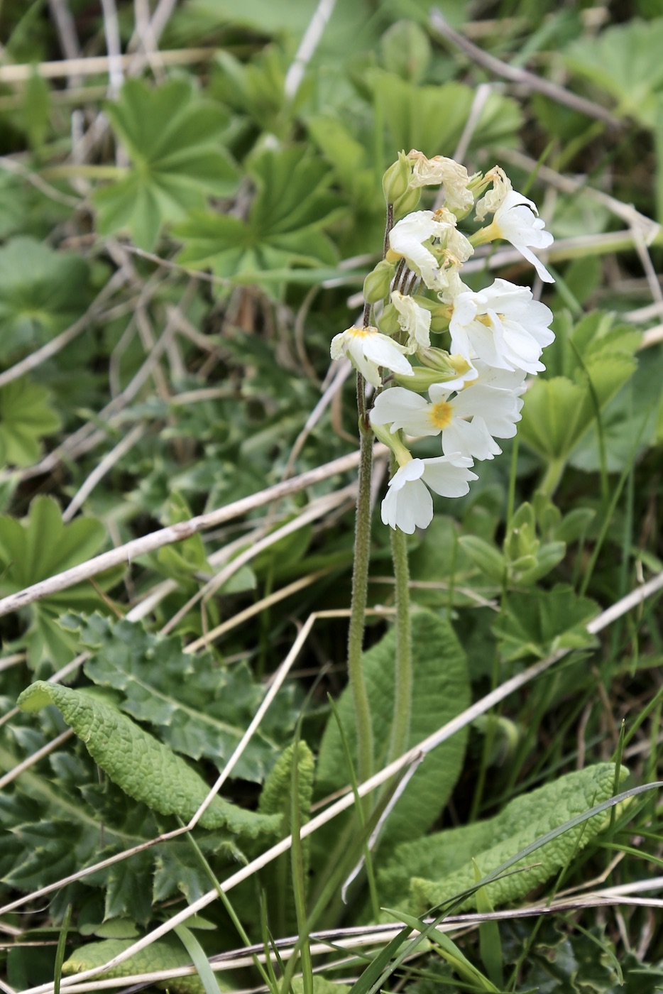 Изображение особи Primula amoena.