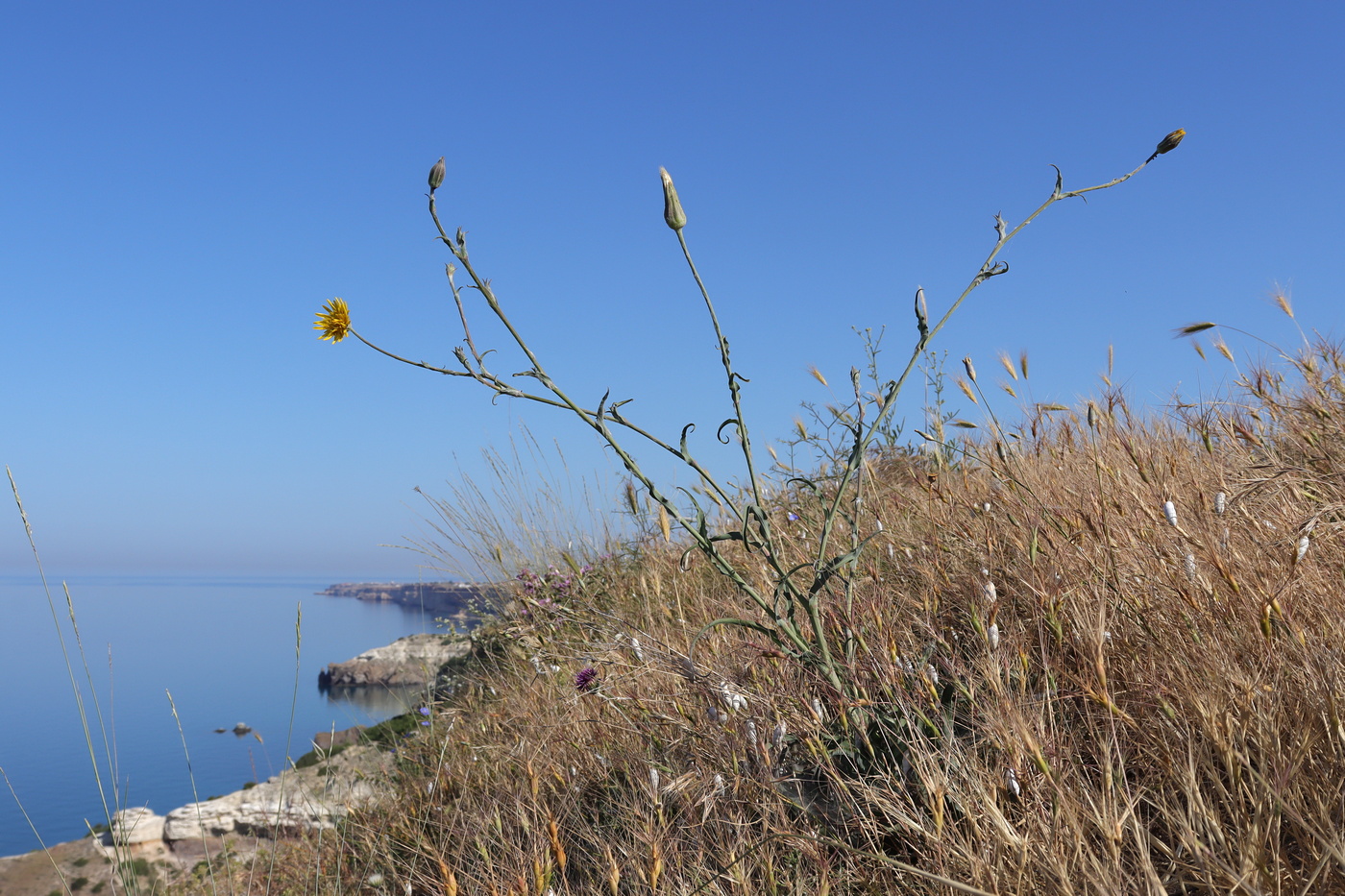 Image of Tragopogon elatior specimen.