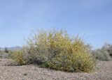 Caragana balchaschensis