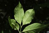 Euonymus europaeus