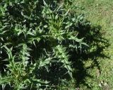 род Cirsium