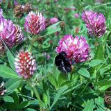 Trifolium medium