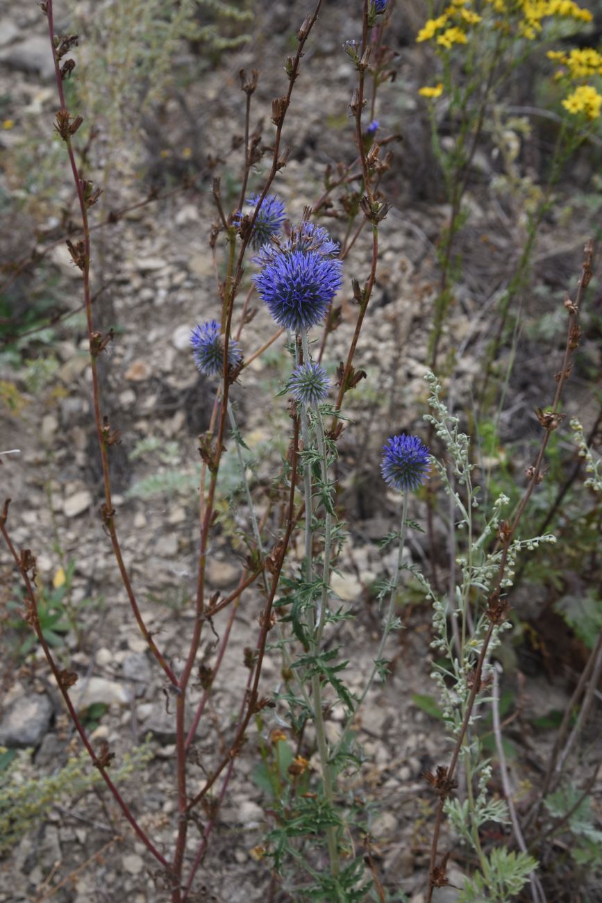 Изображение особи Echinops biebersteinii.