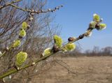 Salix caprea. Верхушка ветви с соцветиями. Смоленская обл., Смоленский р-н, окр. пос. Каспля. 23.04.2009.