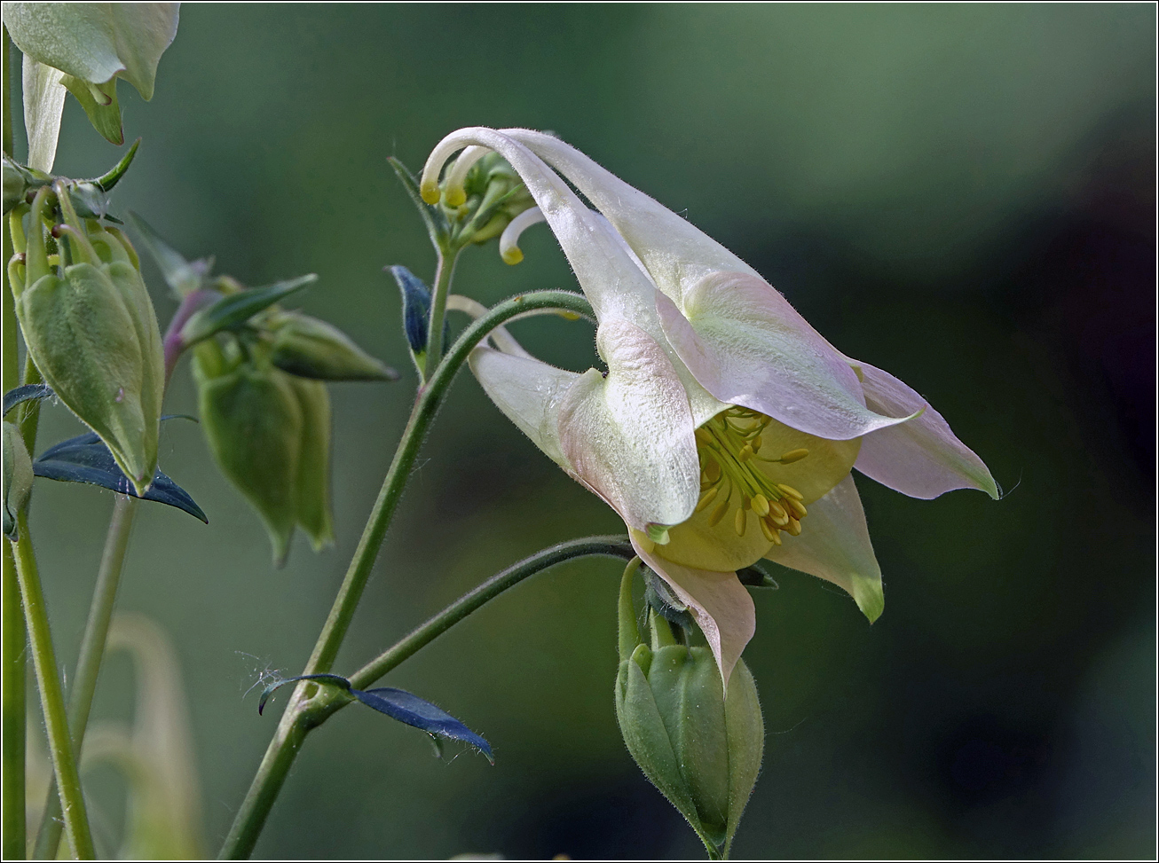 Image of Aquilegia vulgaris specimen.