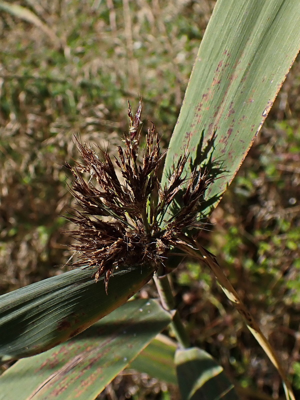 Изображение особи Phragmites australis.