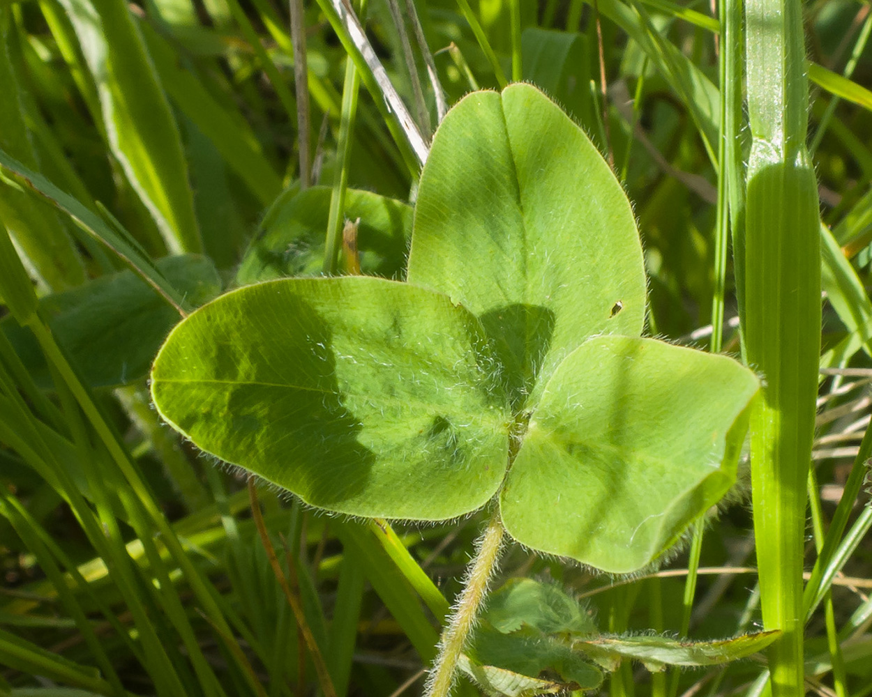 Image of Trifolium canescens specimen.