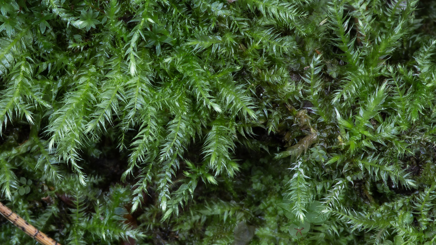 Изображение особи Brachythecium mildeanum.