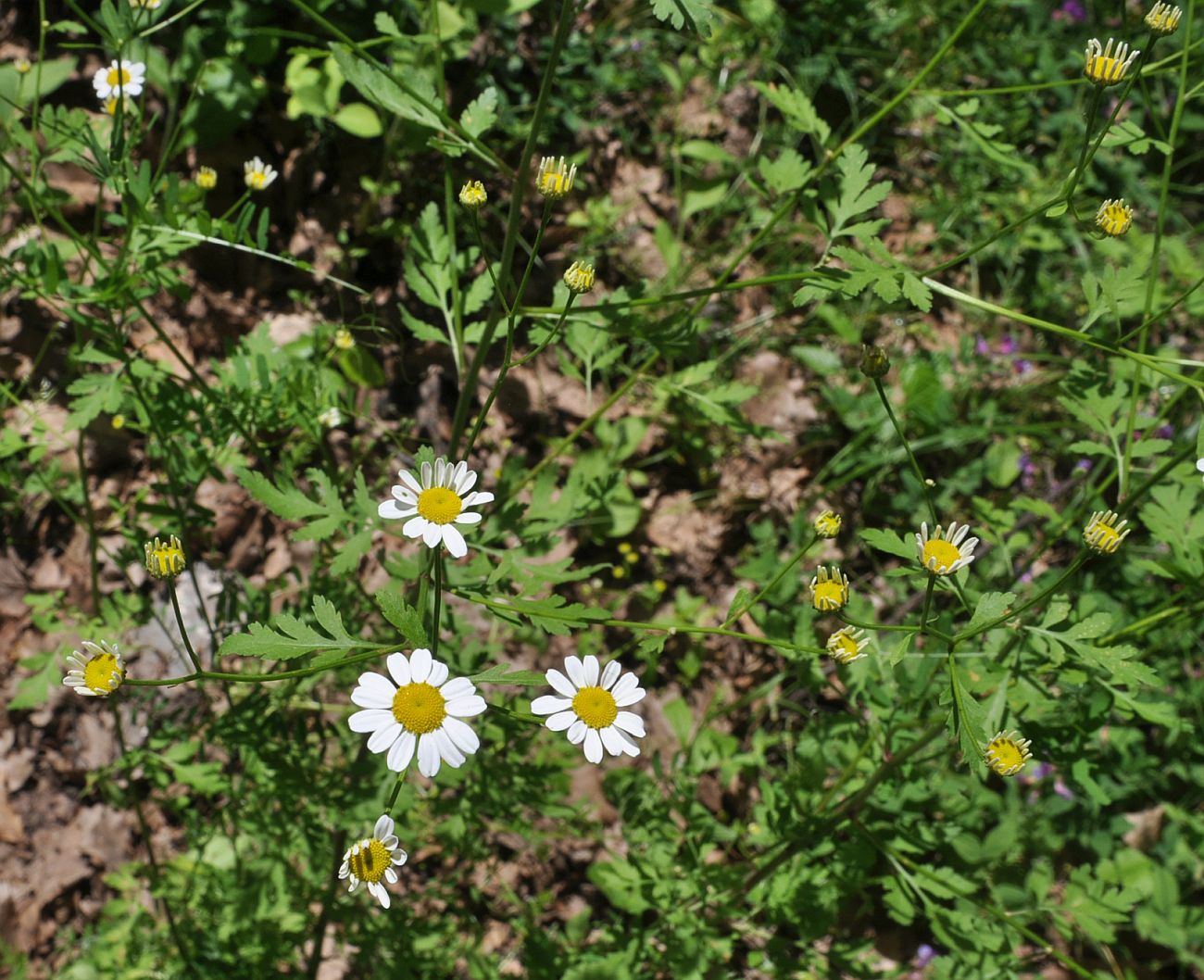Изображение особи Pyrethrum parthenifolium.