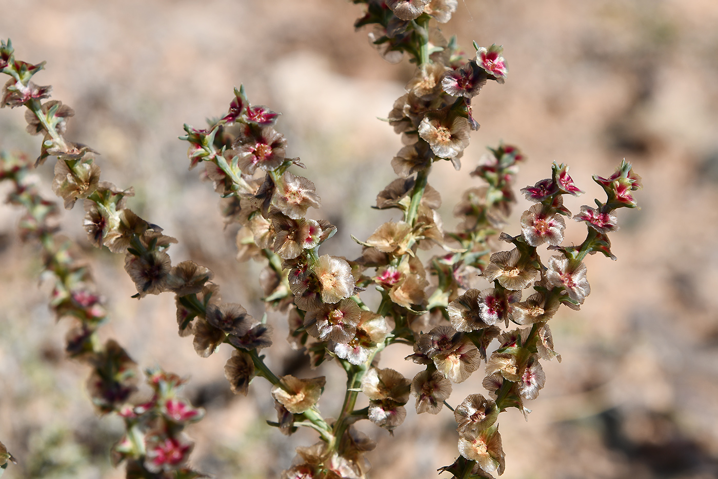 Изображение особи семейство Chenopodiaceae.