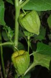 Alkekengi officinarum