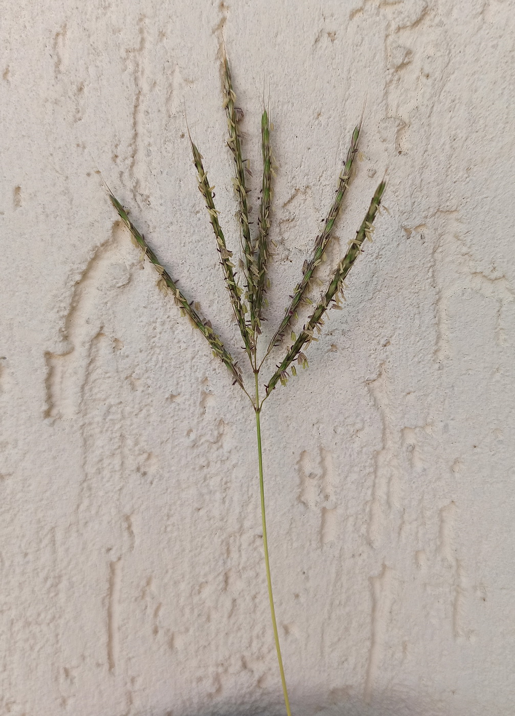 Изображение особи Bothriochloa ischaemum.