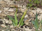 Iris pumila