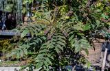 Mahonia bealei. Верхушка ветви с незрелыми соплодиями. Краснодарский край, Сочи, Адлерский р-н, в культуре. 09.03.2025.