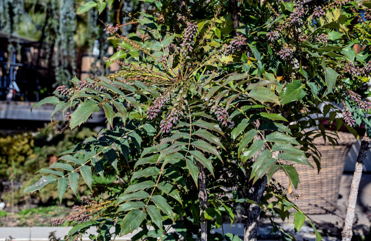 Image of Mahonia bealei specimen.