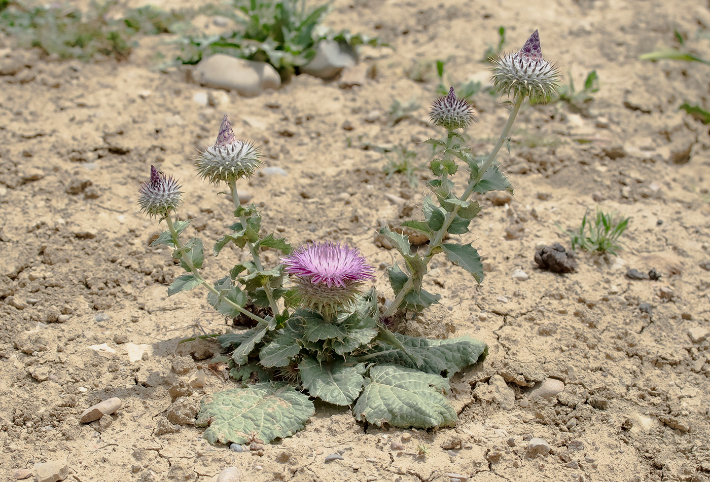 Изображение особи Cousinia microcarpa.
