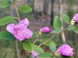 Rhododendron ledebourii. Часть цветущей ветви. ХМАО - Югра, г. Сургут, Сургутский ботанический сад. 30.05.2025.