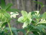 Helleborus viridis