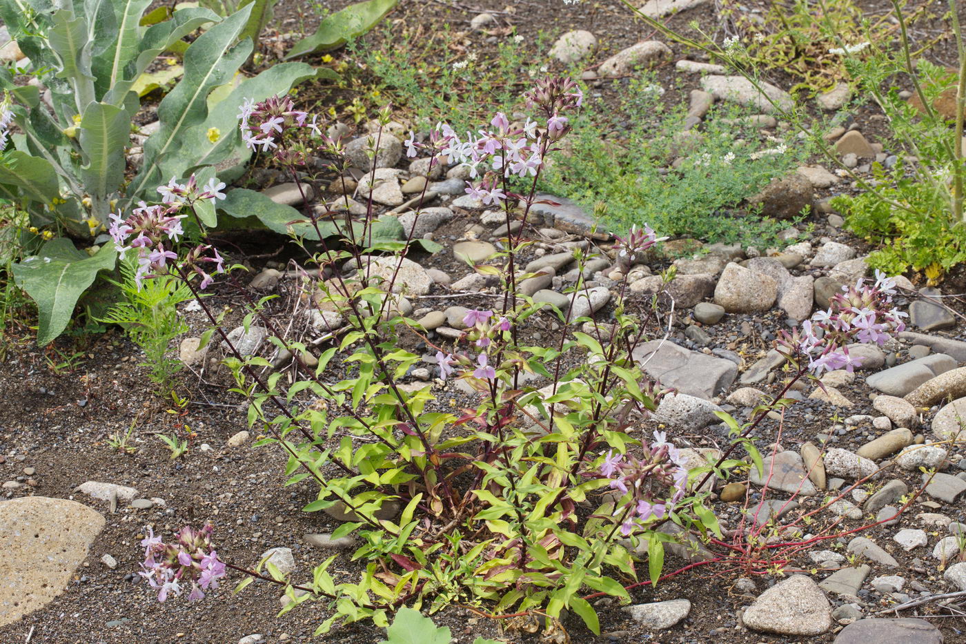 Image of Saponaria officinalis specimen.