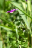Geranium palustre. Верхушка цветущего растения. Ленинградская обл., Ломоносовский р-н, окр. дер. Низино, разнотравный луг. 15.07.2025.