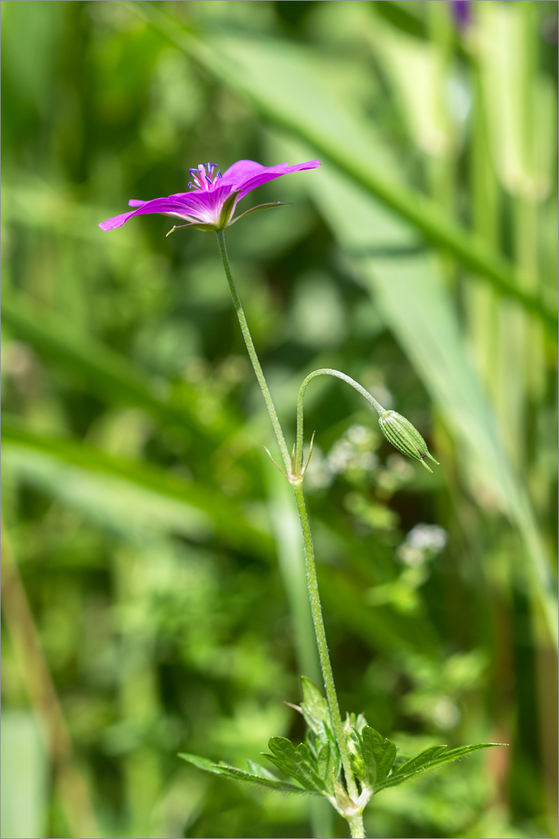 Image of Geranium palustre specimen.