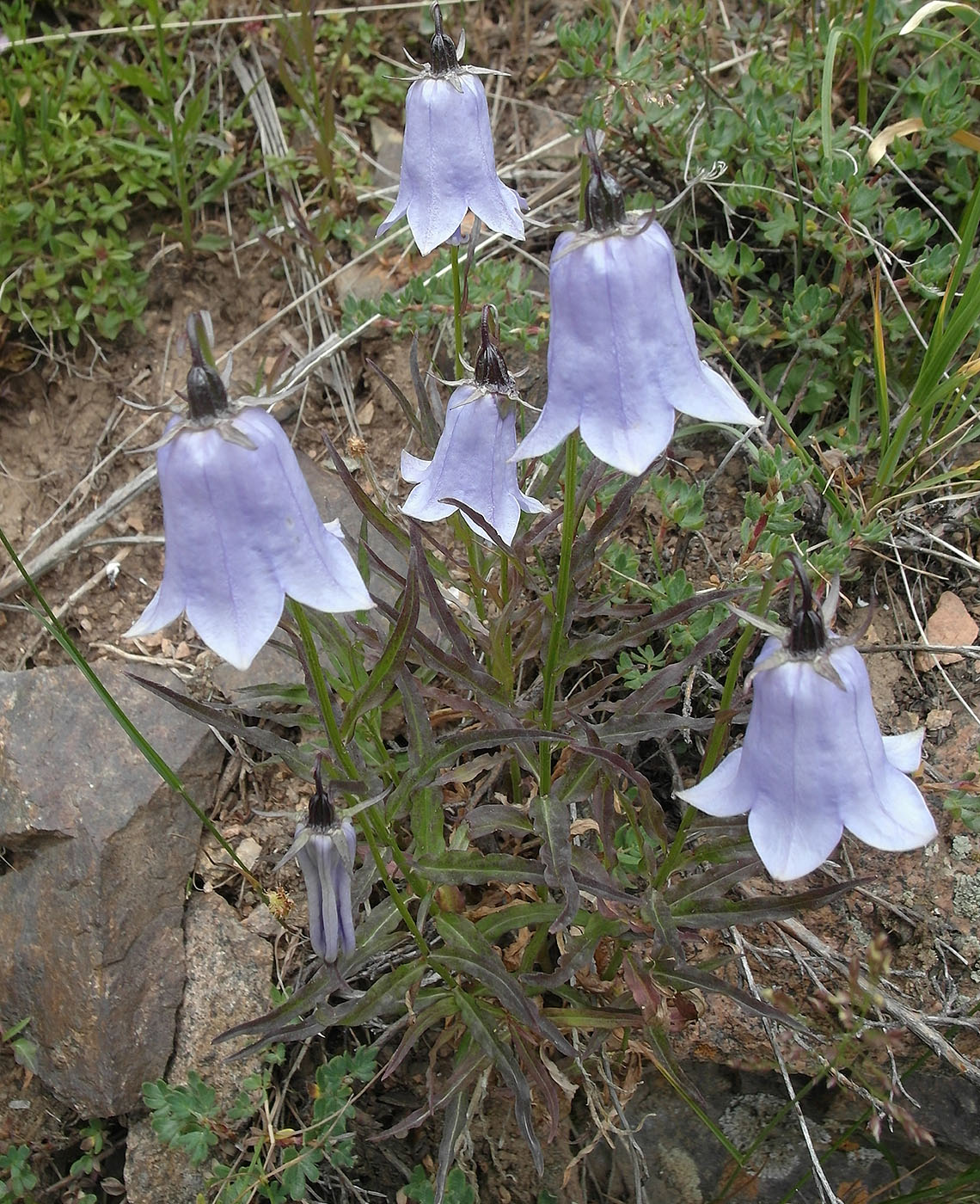 Изображение особи Adenophora himalayana.