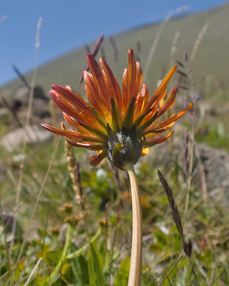 Изображение особи Taraxacum porphyranthum.