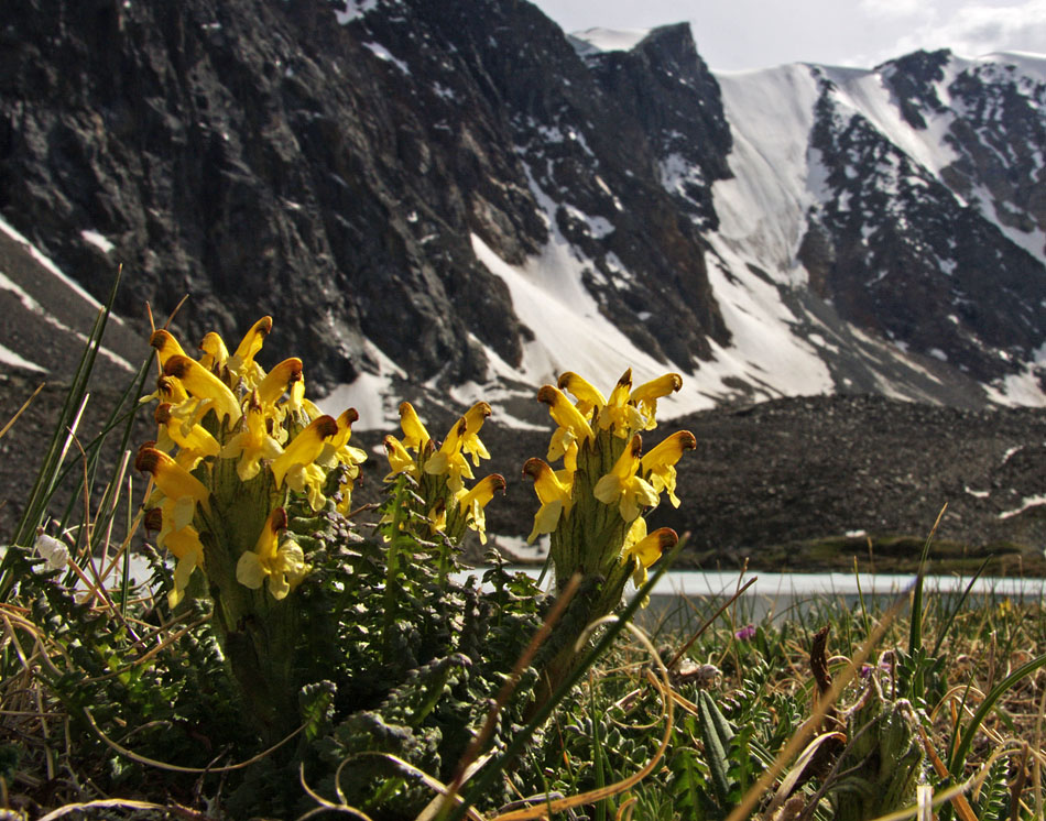 Image of Pedicularis oederi specimen.