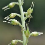 genus Aconitum. Плод с остатками тычиночных нитей. Приморский край, Шкотовский р-н, окр. с. Новонежино, широколиственный лес. 14.09.2025.