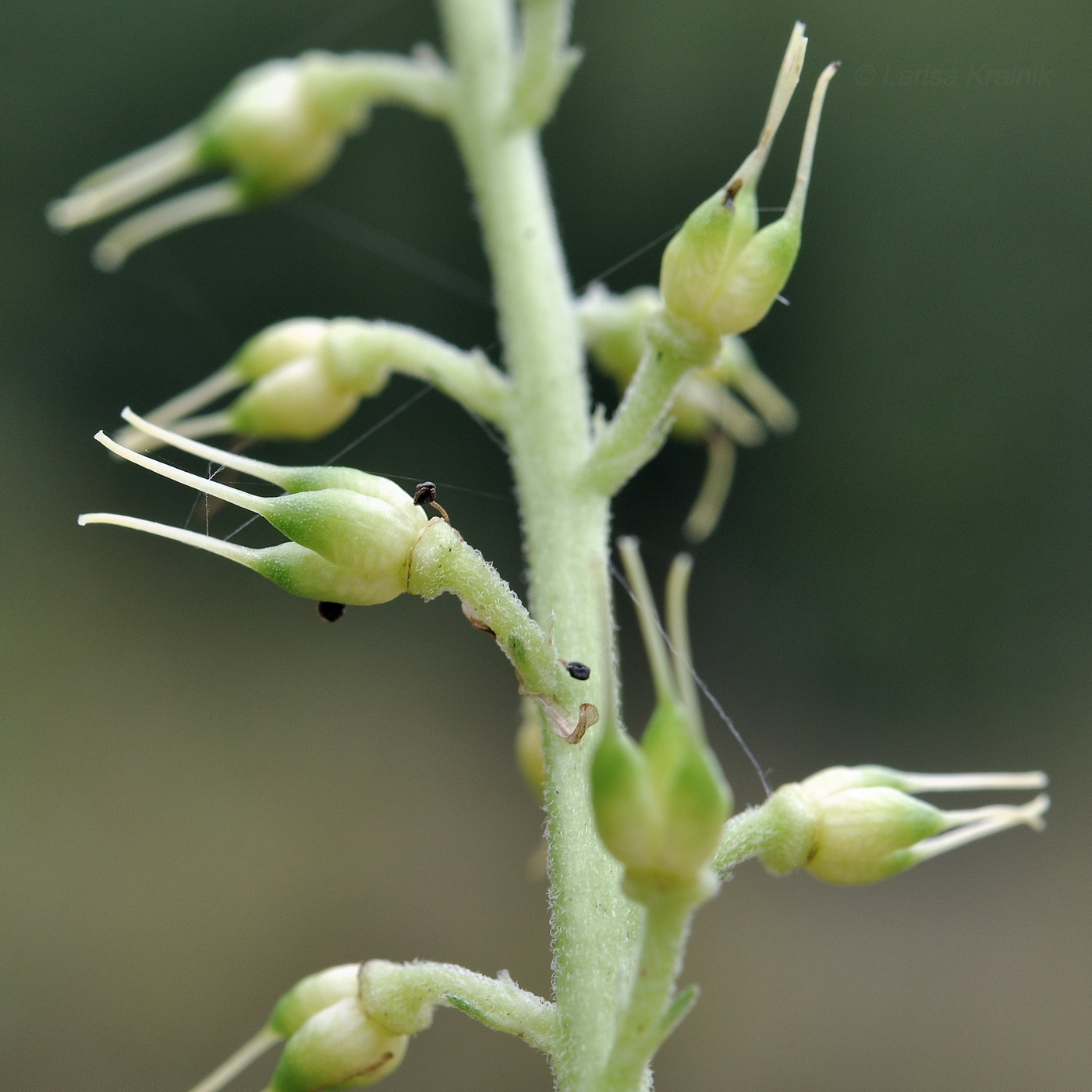 Image of genus Aconitum specimen.
