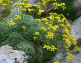 genus Draba