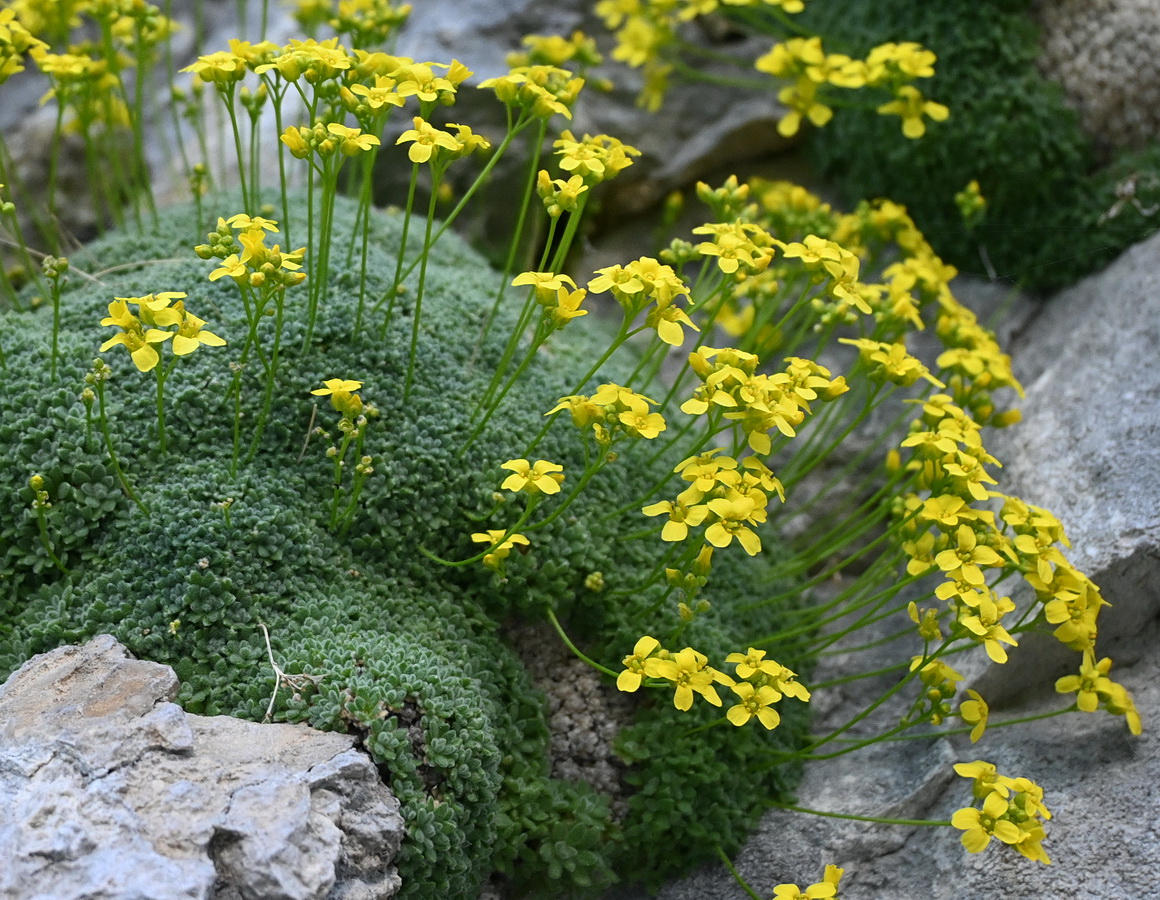 Image of genus Draba specimen.