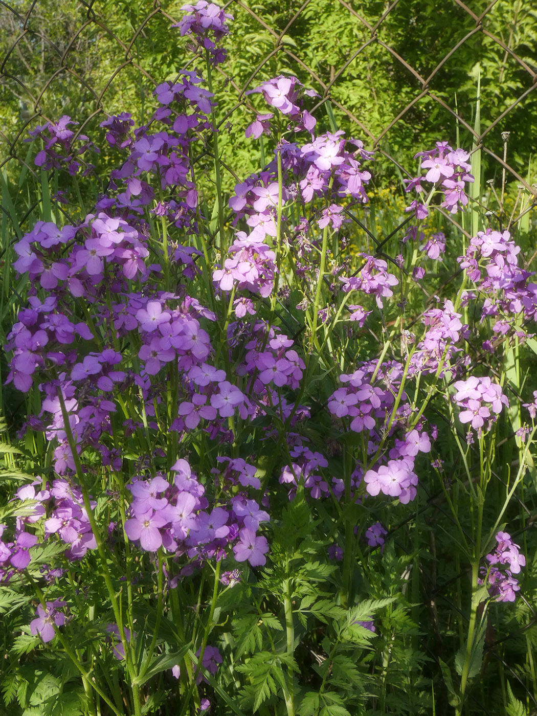 Изображение особи род Hesperis.