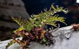 Cyrtomium falcatum. Спороносящее растение. Португалия, Азорские о-ва, о-в Сан-Мигел, р-н Агуа-де-Пау, на стене. 13.08.2025.