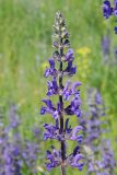 Salvia stepposa. Верхняя часть соцветия. Ульяновская обл., Мелекесский р-н, окр. с. Вишенка, дол. р. Бирля, участок ковыльно-разнотравной степи на склоне. 31.05.2524.