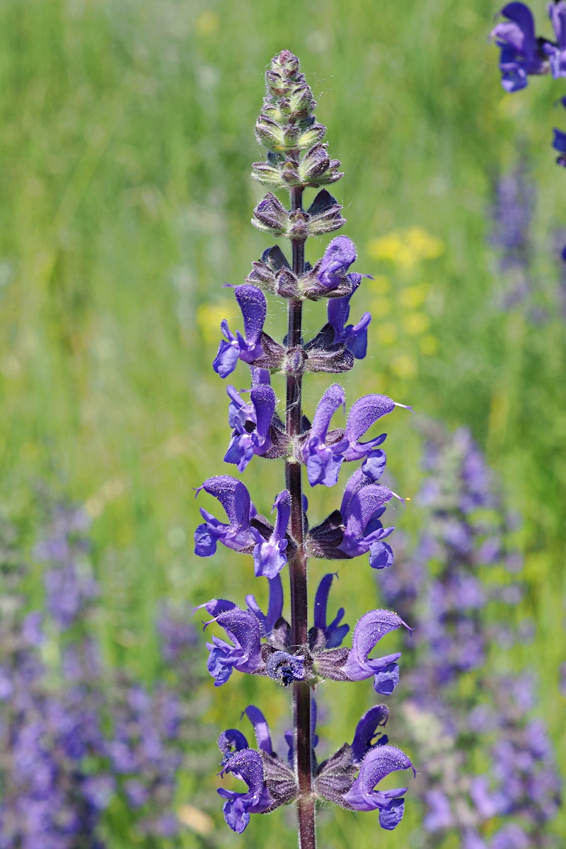 Image of Salvia stepposa specimen.
