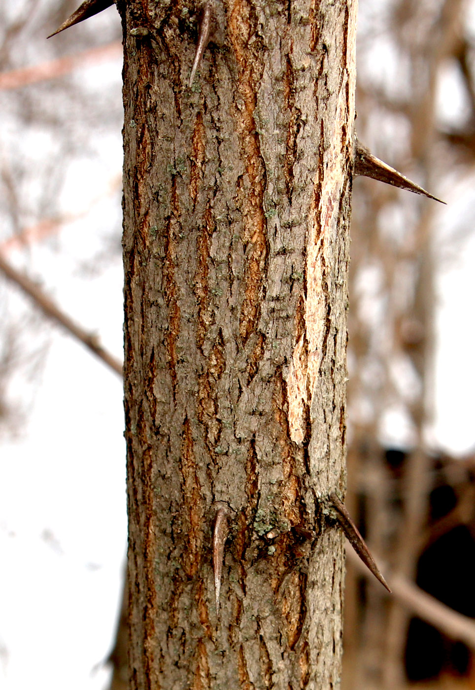 Изображение особи Robinia pseudoacacia.