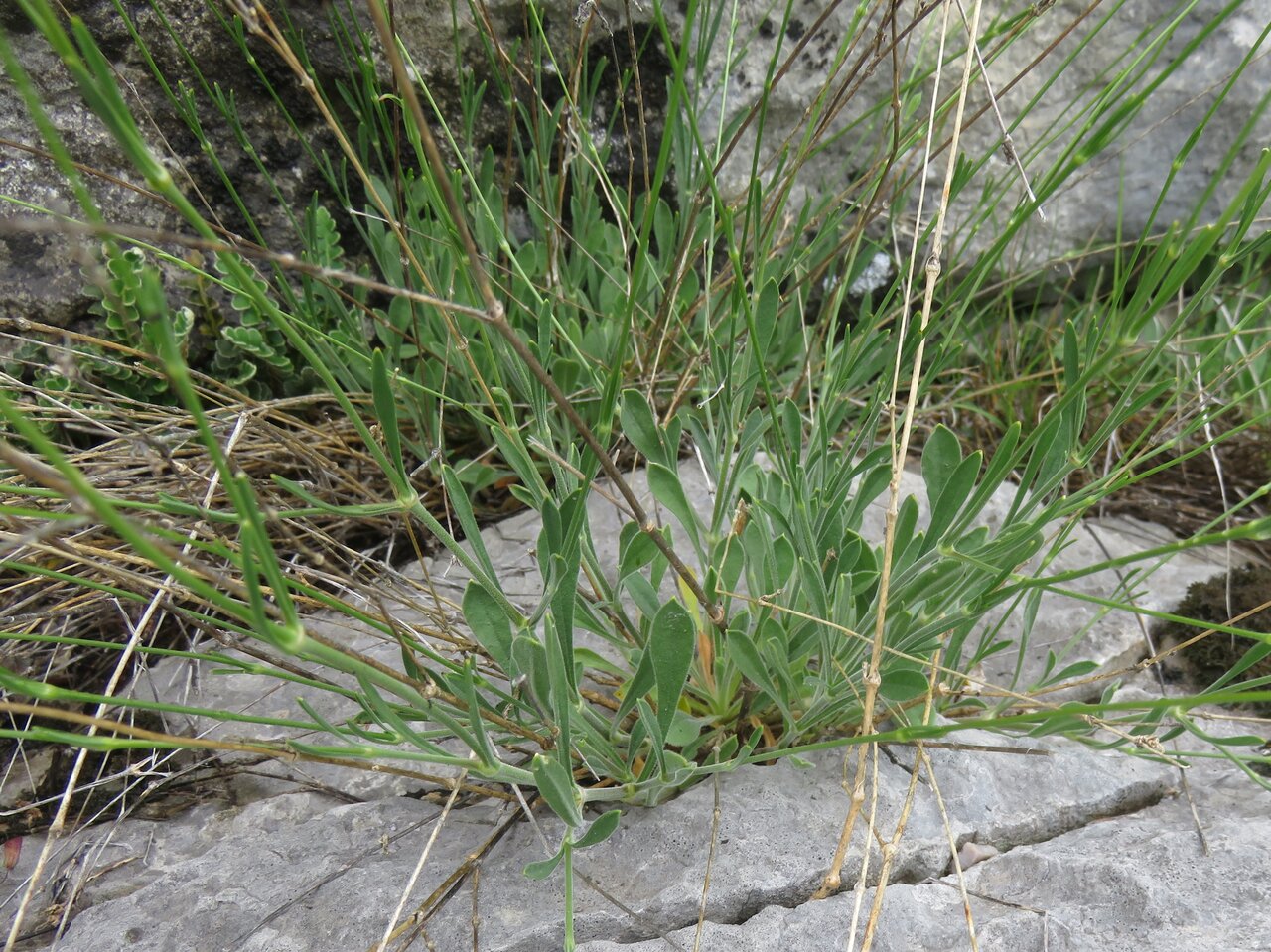 Image of Silene flavescens specimen.