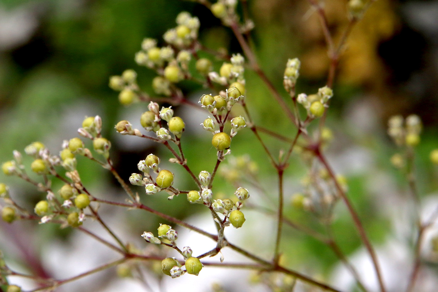 Image of Gypsophila altissima specimen.