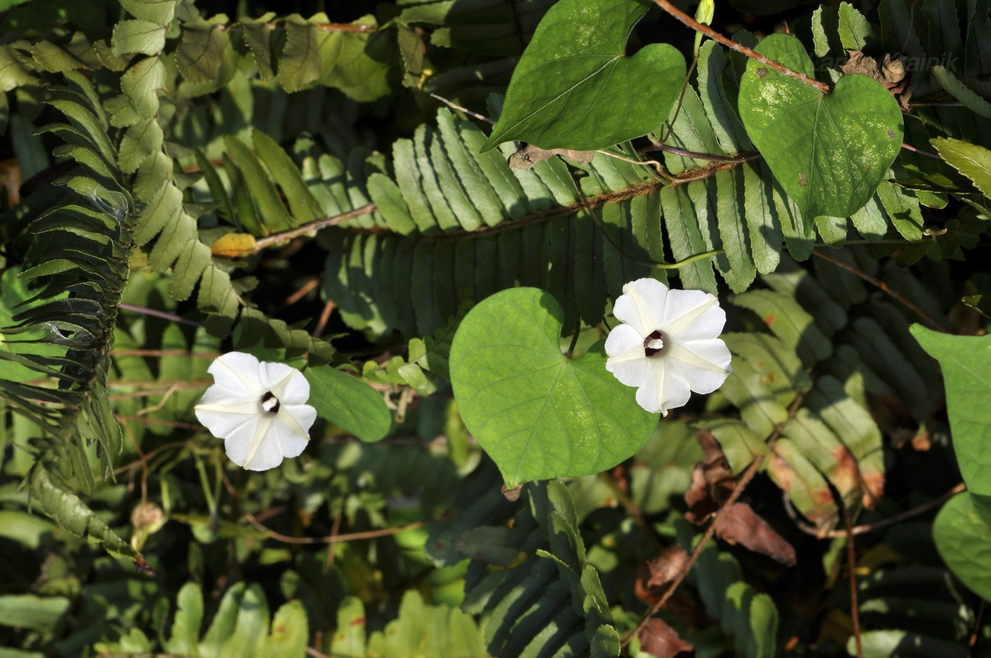 Изображение особи Ipomoea obscura.