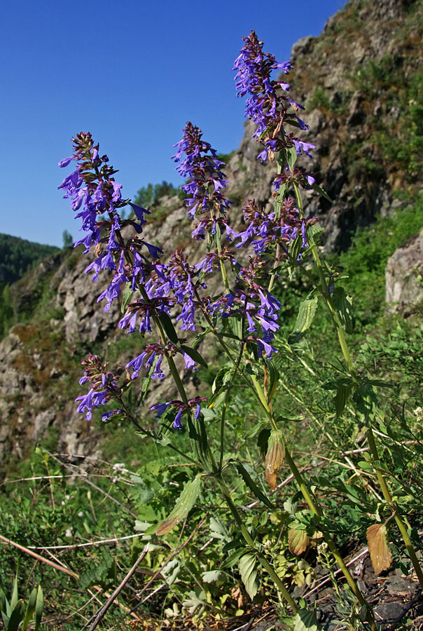 Изображение особи Dracocephalum nutans.