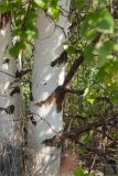 Betula pendula. Нижние части стволов. Карелия, восточный берег оз. Топозеро, песчаный пляж у границы с низинным болотом. 28.07.2025.