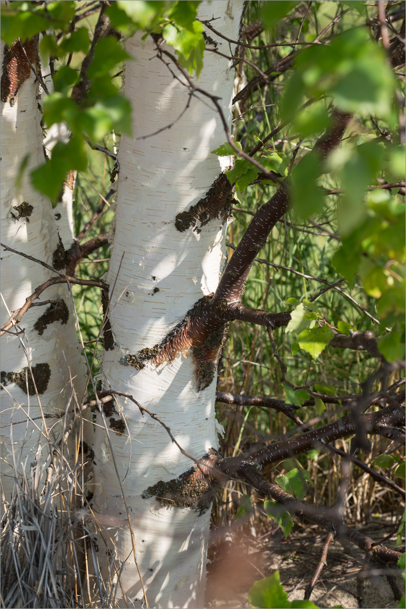 Изображение особи Betula pendula.