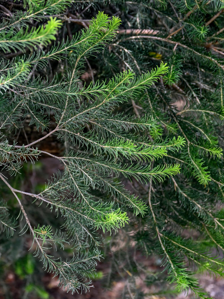 Изображение особи Melaleuca armillaris.