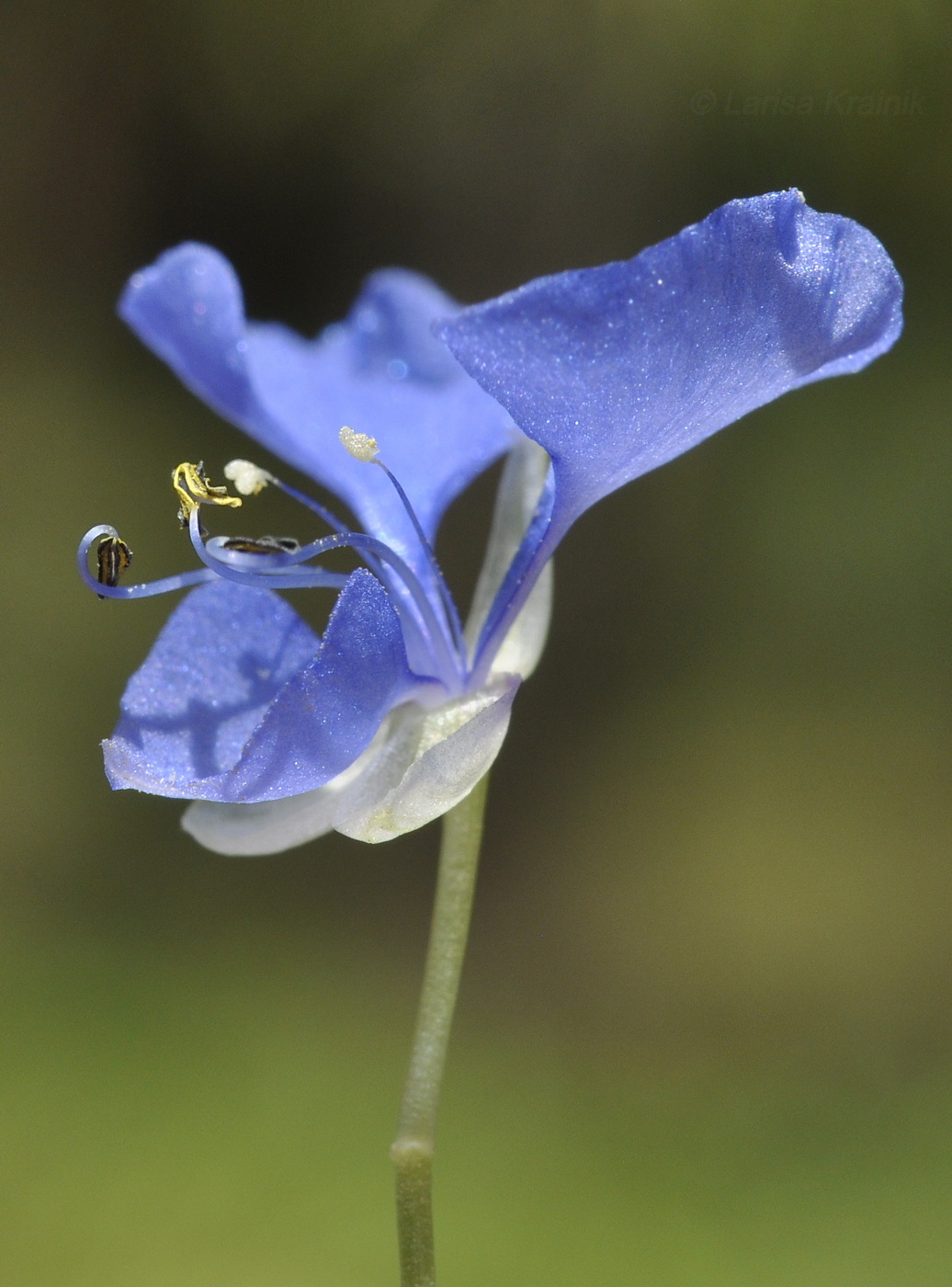 Изображение особи род Commelina.