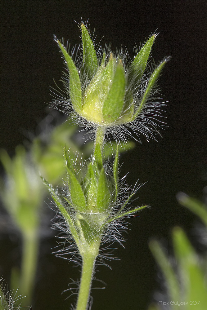Изображение особи Potentilla recta.