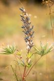 Lupinus polyphyllus. Верхушка растения с соплодием с вскрывшимися плодами. Карелия, г. Петрозаводск, Ботанический сад ПетрГУ. 22.08.2025.