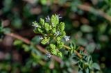 Origanum подвид viride